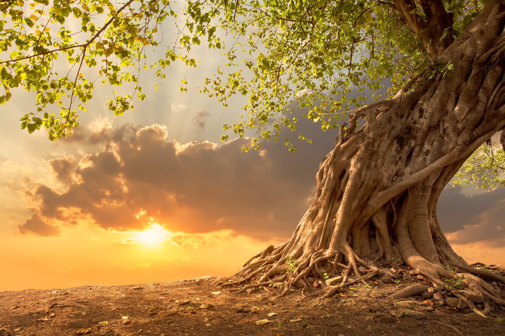 Fantasy sunset.